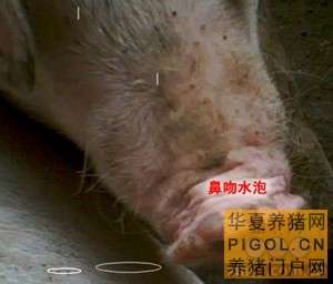 猪口蹄疫的诊治技术