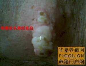 猪口蹄疫的诊治技术