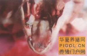 猪口蹄疫的诊治技术