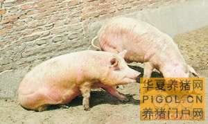 猪口蹄疫的诊治技术