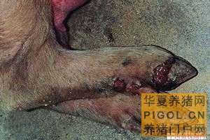 猪口蹄疫的诊治技术