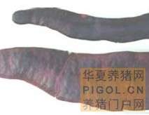 猪丹毒病鉴定方法