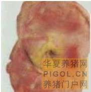 猪丹毒病鉴定方法