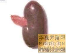 猪丹毒病鉴定方法