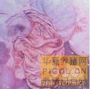 猪丹毒病鉴定方法