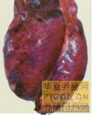 猪丹毒病鉴定方法