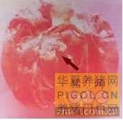 猪丹毒病鉴定方法