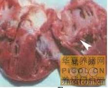 猪丹毒病鉴定方法