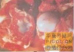 猪丹毒病鉴定方法