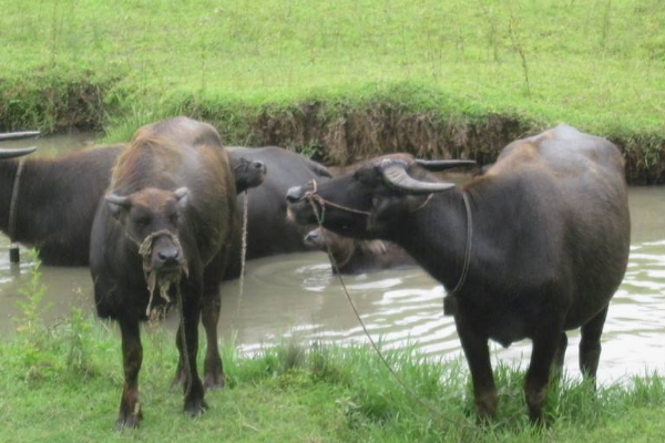 水牛养殖：水牛养殖的注意事项