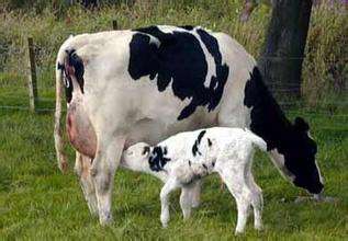 奶牛围产期饲养管理与保健方案