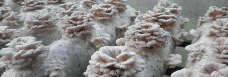 白参菌种植方法(栽培技术) 白参菌菌种培养多久?