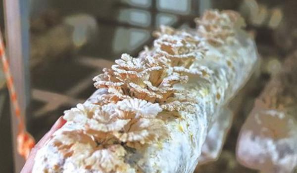 白参菌种植方法(栽培技术) 白参菌菌种培养多久?