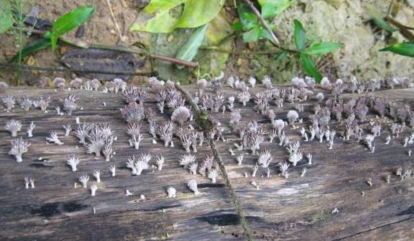 白参菌种植方法(栽培技术) 白参菌菌种培养多久?