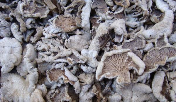 白参菌种植方法(栽培技术) 白参菌菌种培养多久?