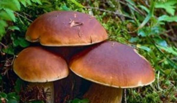 牛肝菌如何种植 牛肝菌种植技术