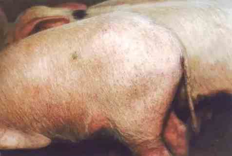 急性猪瘟病猪皮肤出血点图片 (1)