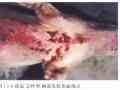 急性型猪瘟病猪胸部皮肤出血斑点 (1)