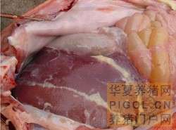 ������Ѫ�˾�