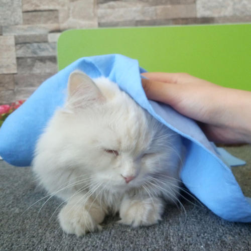 怎么用毛巾帮猫咪清洁身体