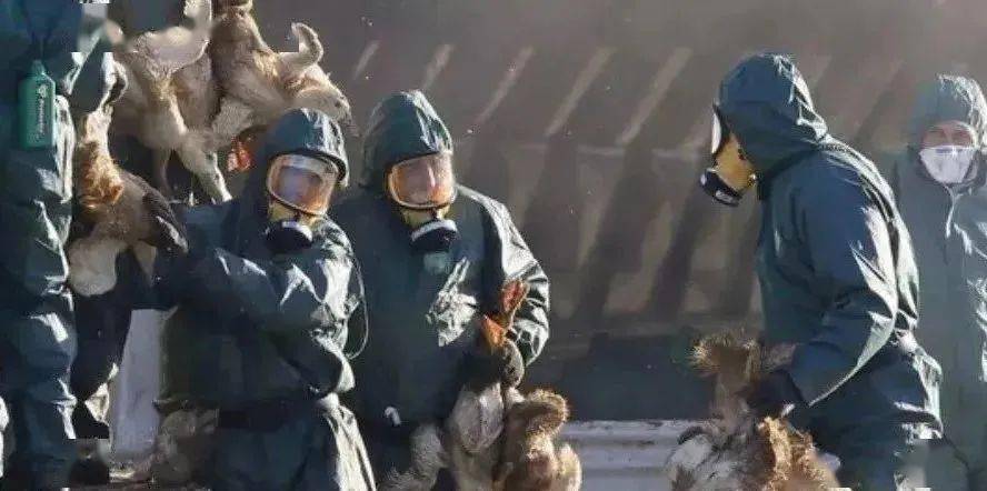 北京发生H5N8禽流感疫情 全球禽流感再次集中爆发