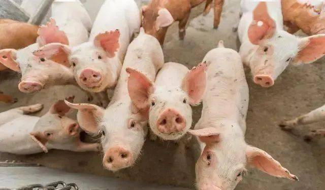 猪场管理提高经济效益的5大妙招