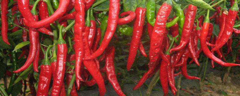 ������Ҫ���Ͻ���