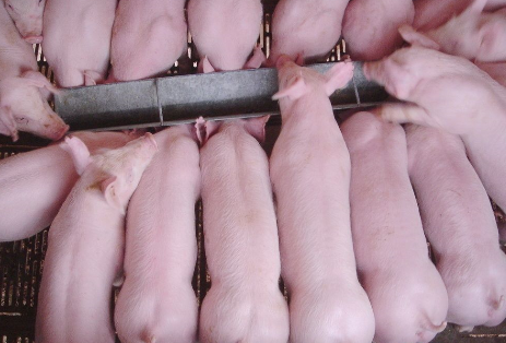 断奶仔猪难养活,这几点您做到了吗!