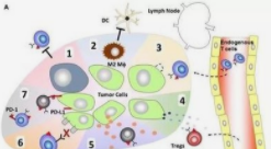 猪的免疫抑制！