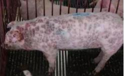 猪场常见的皮肤病 ,谨防这五种!